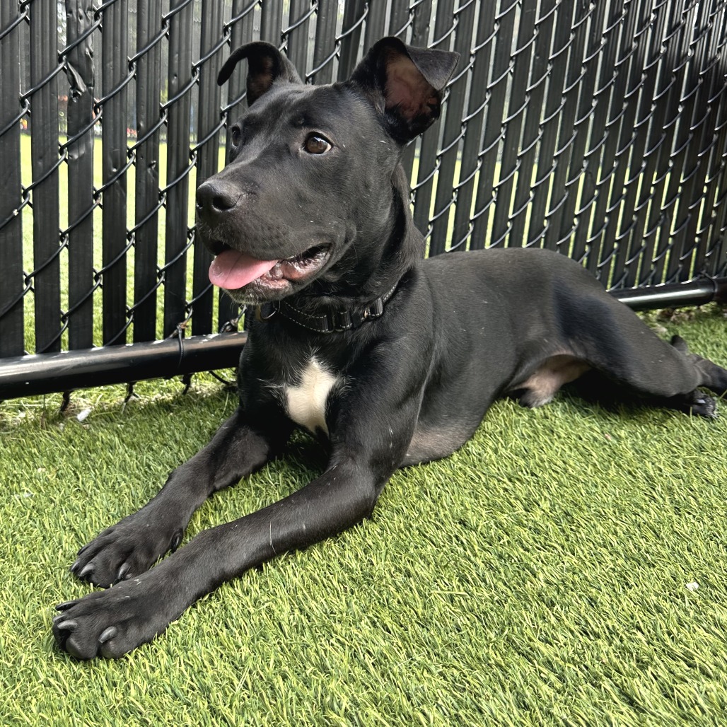 HERMAN - Mixed Breed (Medium) available for adoption
