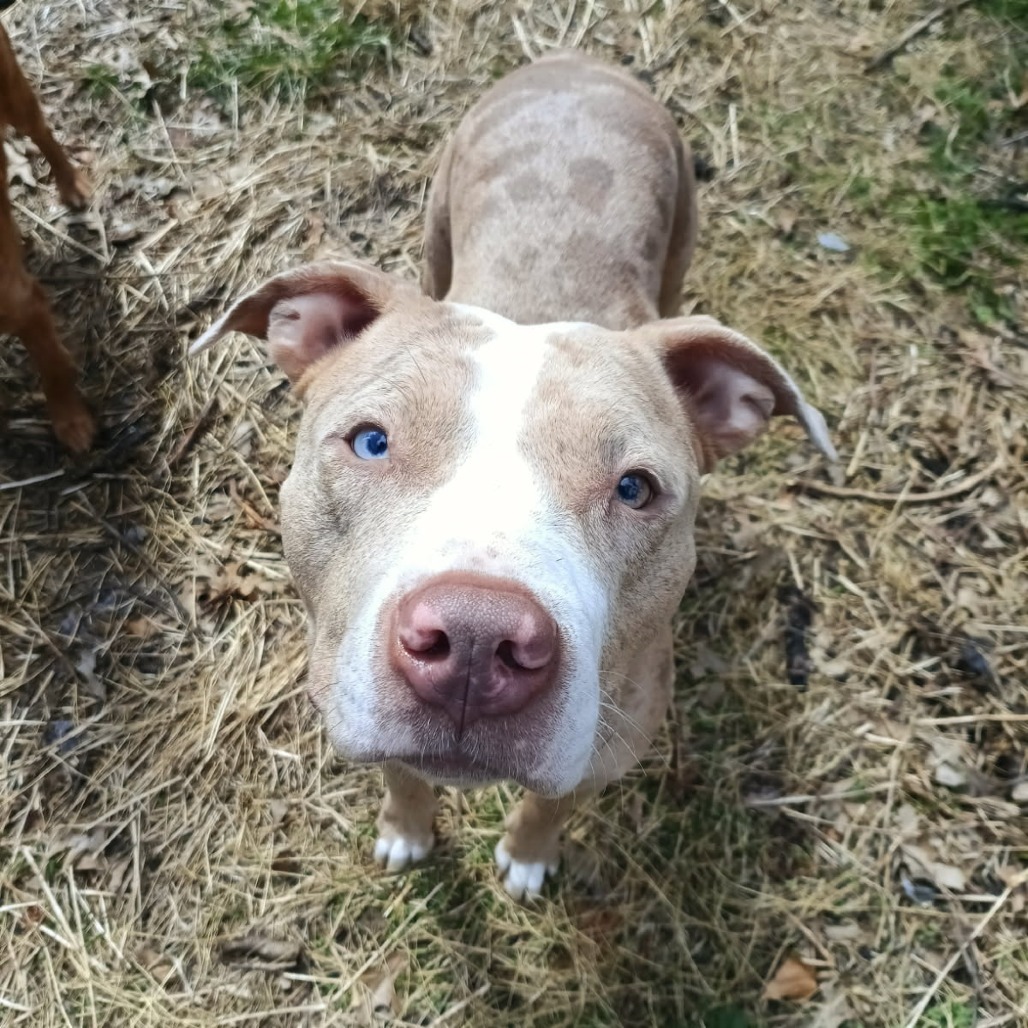 Photo of Persimmon 6