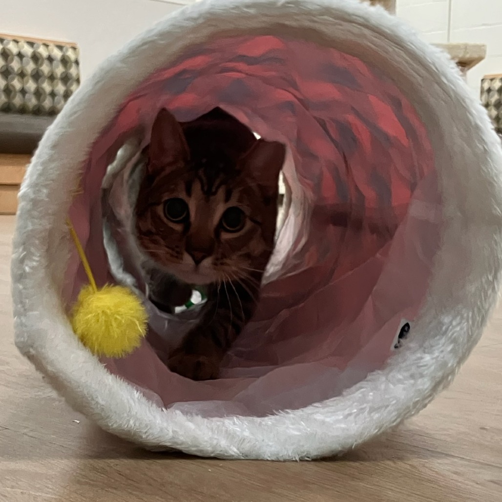 Chutney — thumbnail 2