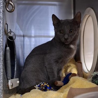 YOU'VE GOT MAIL - Domestic Shorthair available for adoption