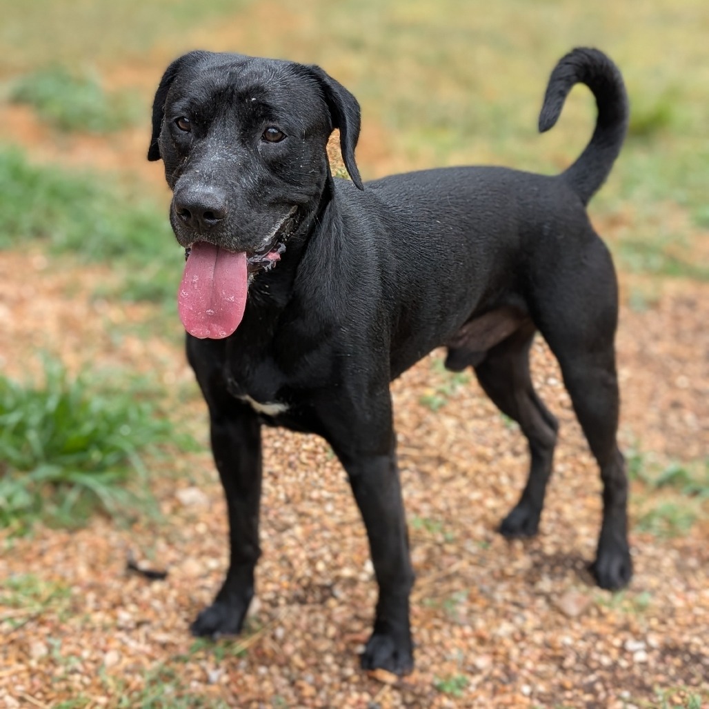 DUFF - Retriever / Black Labrador available for adoption