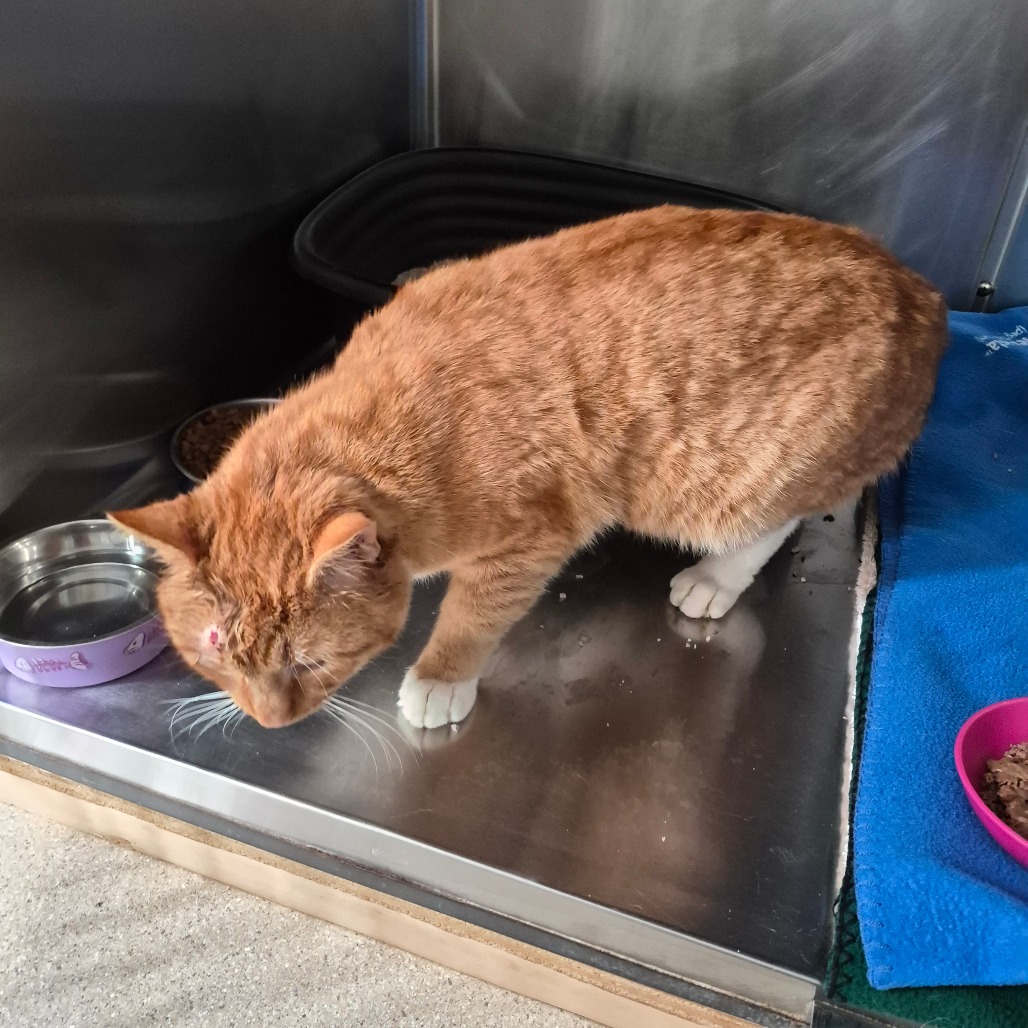 Creamsicle — thumbnail 3