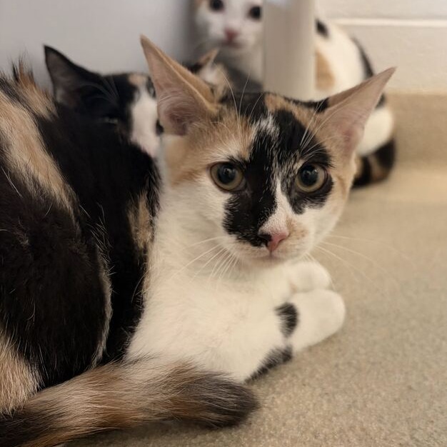 FRIDA - Domestic Shorthair available for adoption
