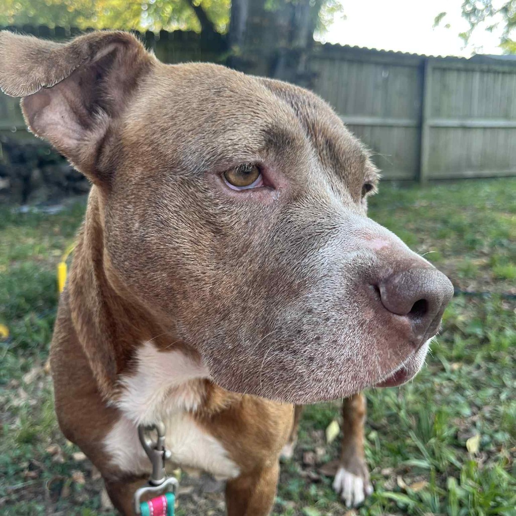 Olive (Formerly Copper), photo 9
