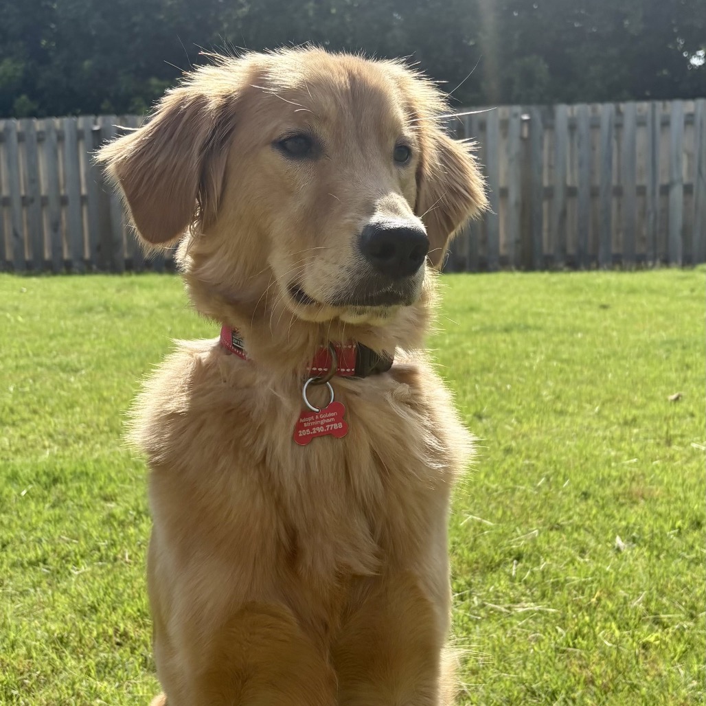 Cooper