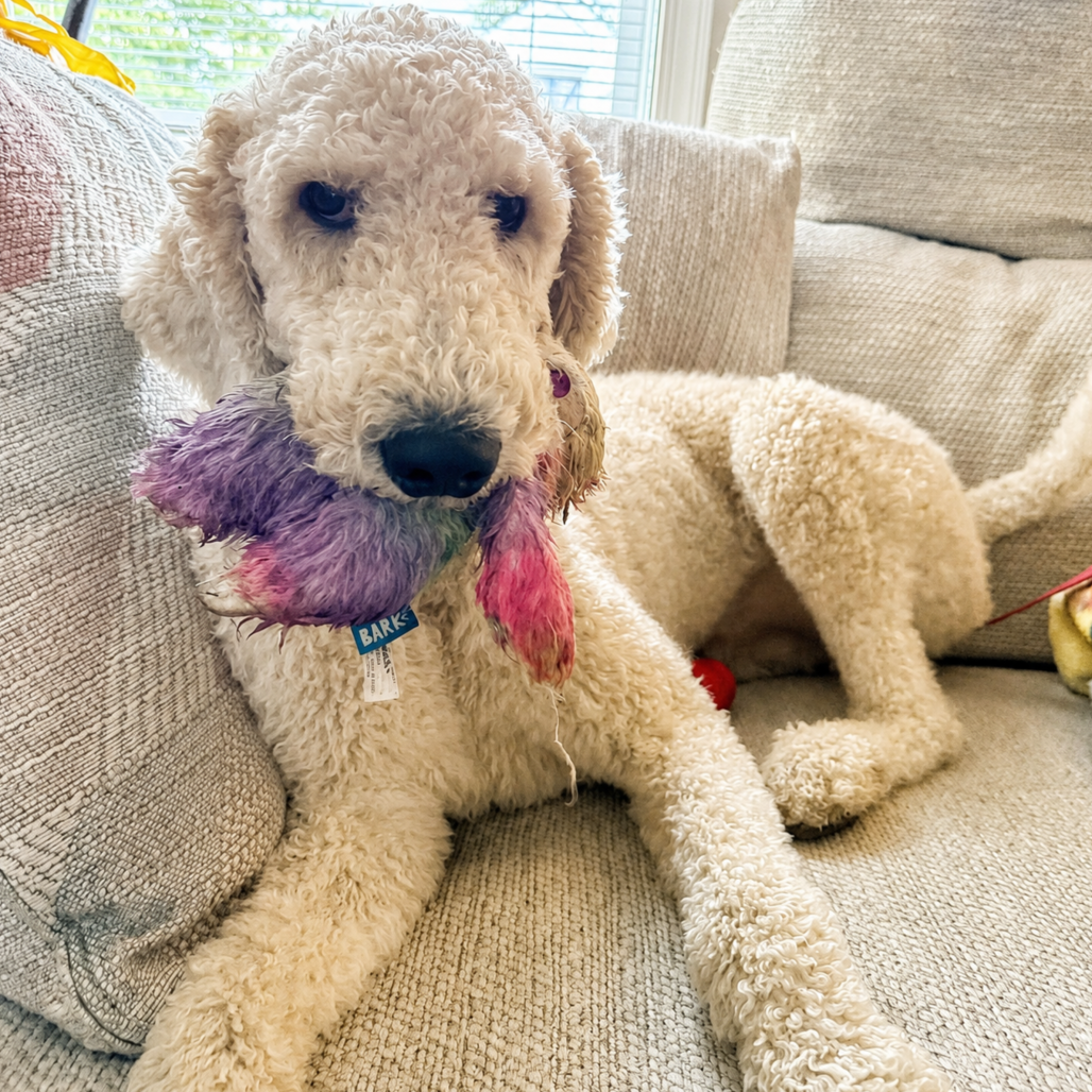OSCAR (IN FOSTER) - Poodle, Standard / Mix available for adoption
