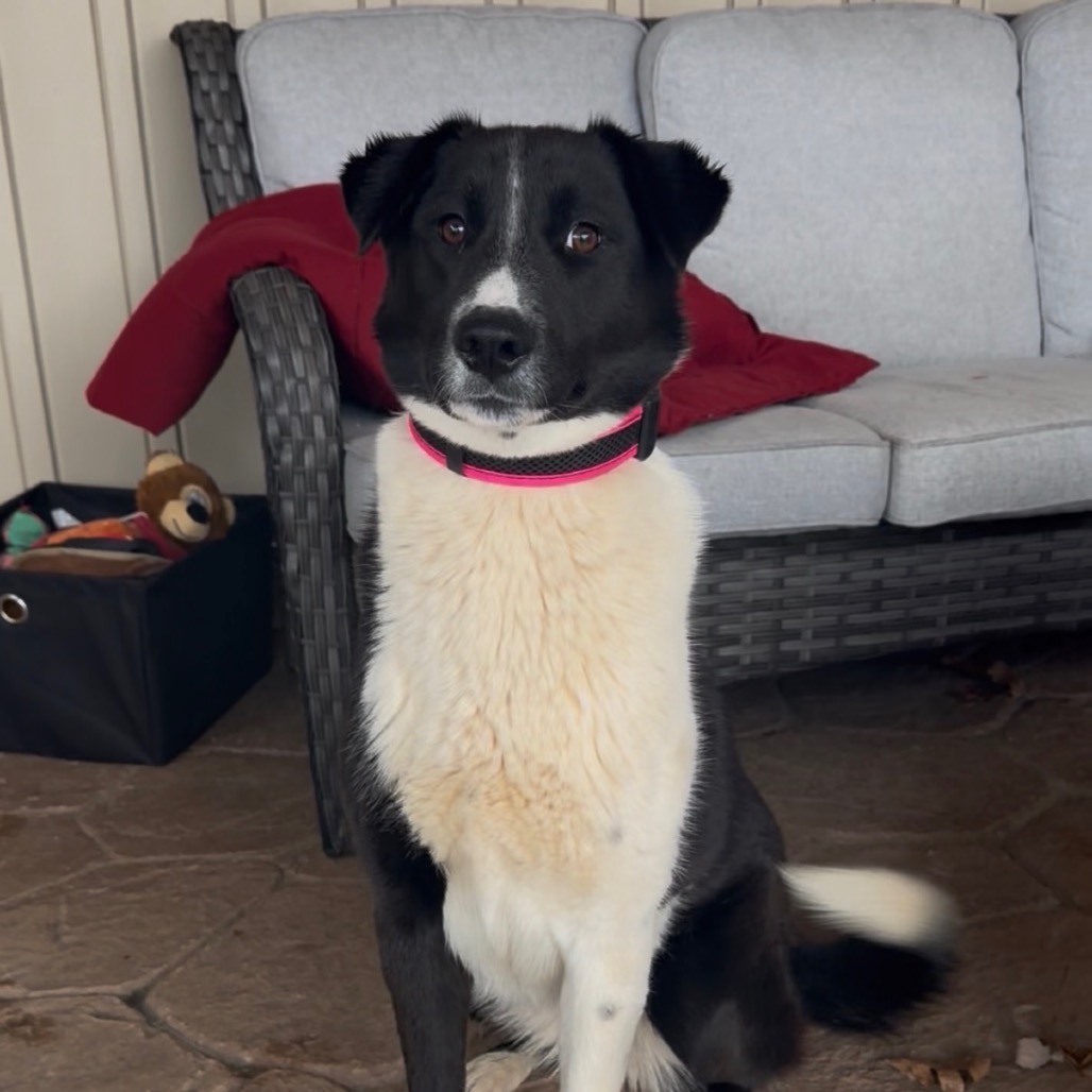 Jazz — thumbnail 4