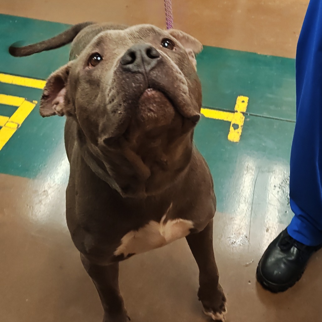 Jabarkus — thumbnail 9