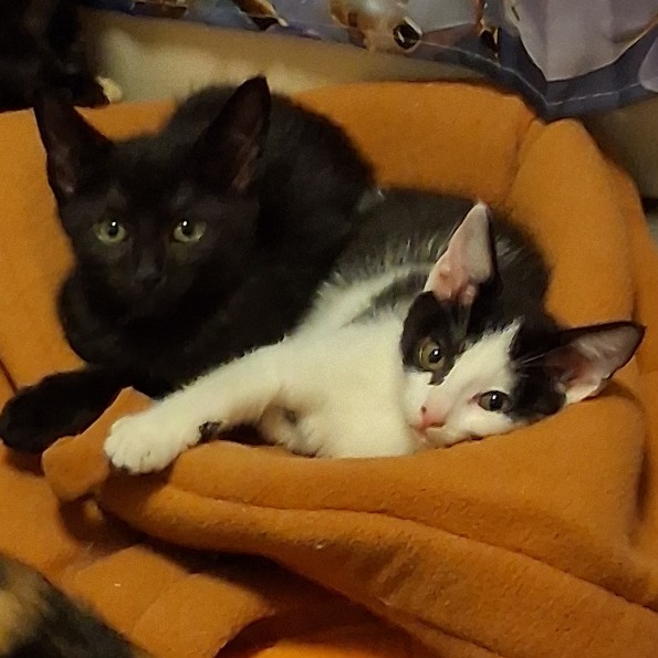Eclipse & Crescent *Bonded Pair*