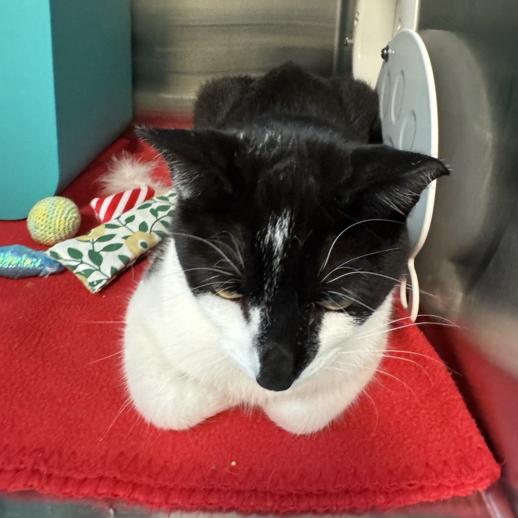 LUCKY - Domestic Shorthair available for adoption