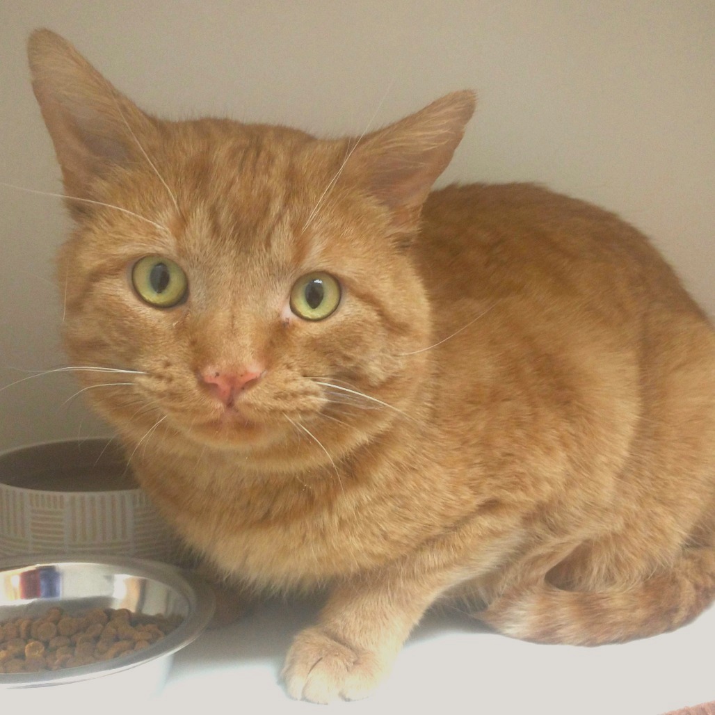 Dusty — thumbnail 3