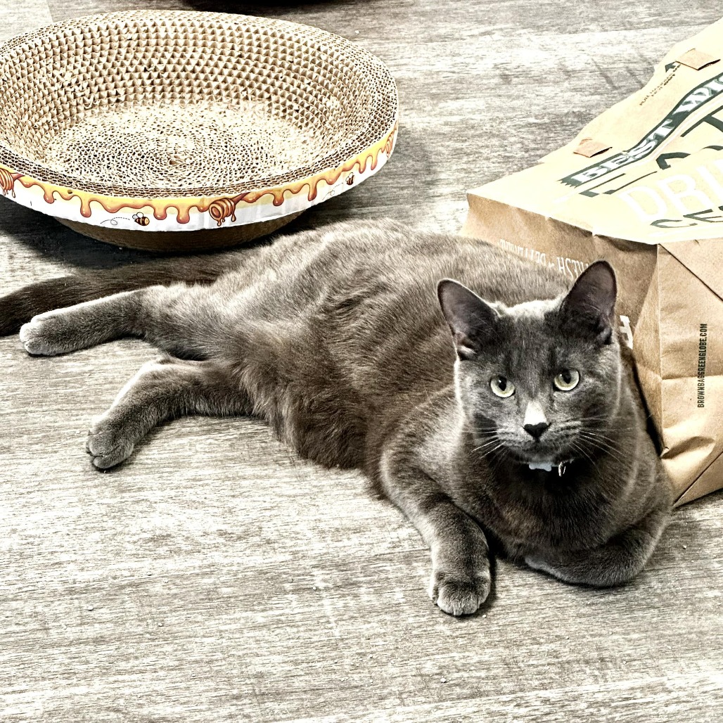 ODETTE - Domestic Shorthair available for adoption