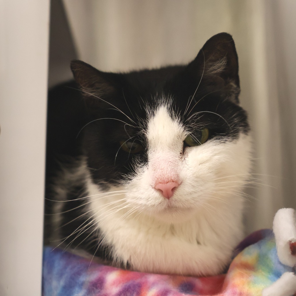 Jeter is available for adoption at SPCA Westchester