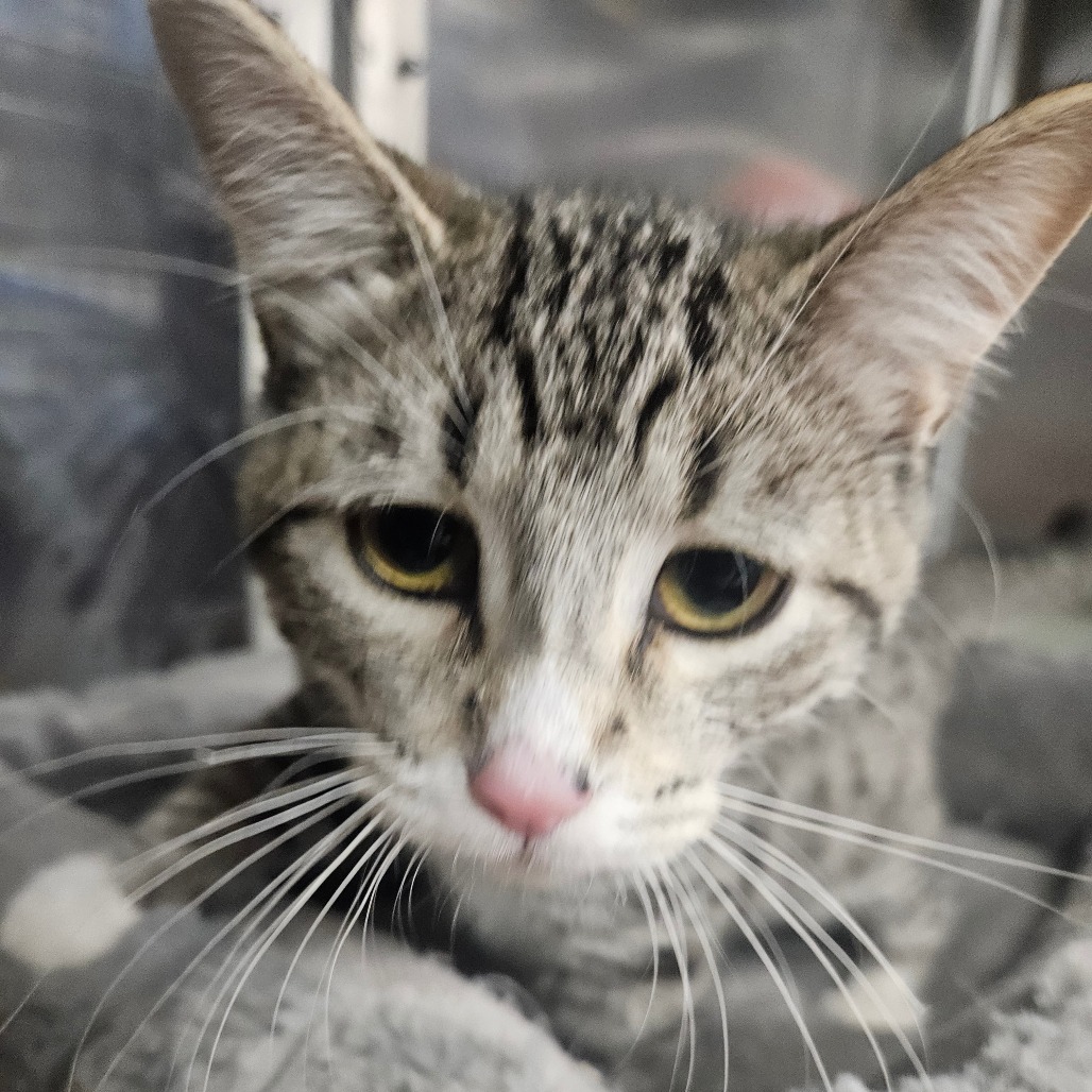 WALNUT - Domestic Shorthair available for adoption