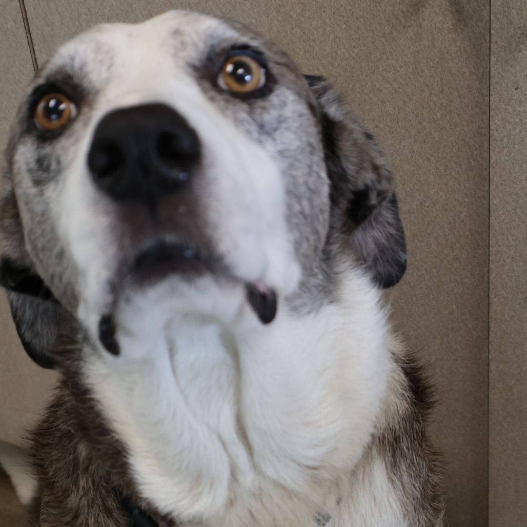 Pongo, photo 18