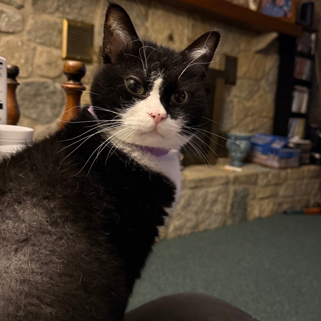 OLIVER - American Wirehair / Domestic Medium Hair available for adoption