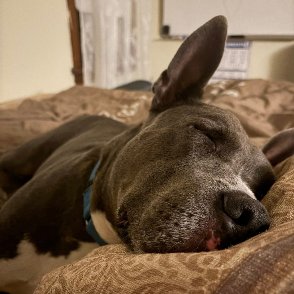 Photo of King Beetle 30