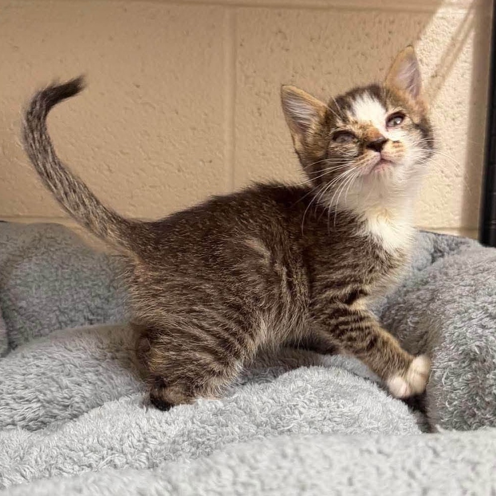 COSMO - Domestic Shorthair available for adoption