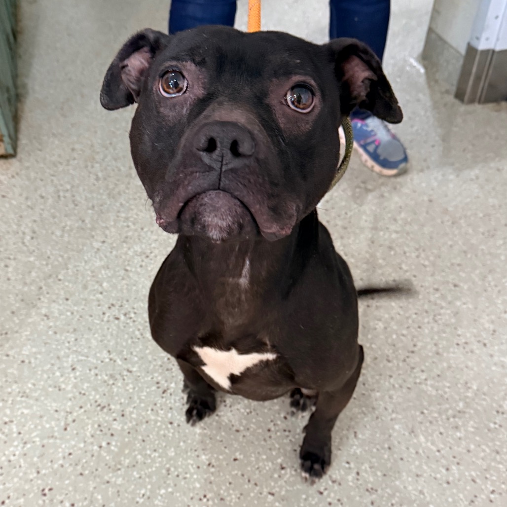 Linus — thumbnail 3