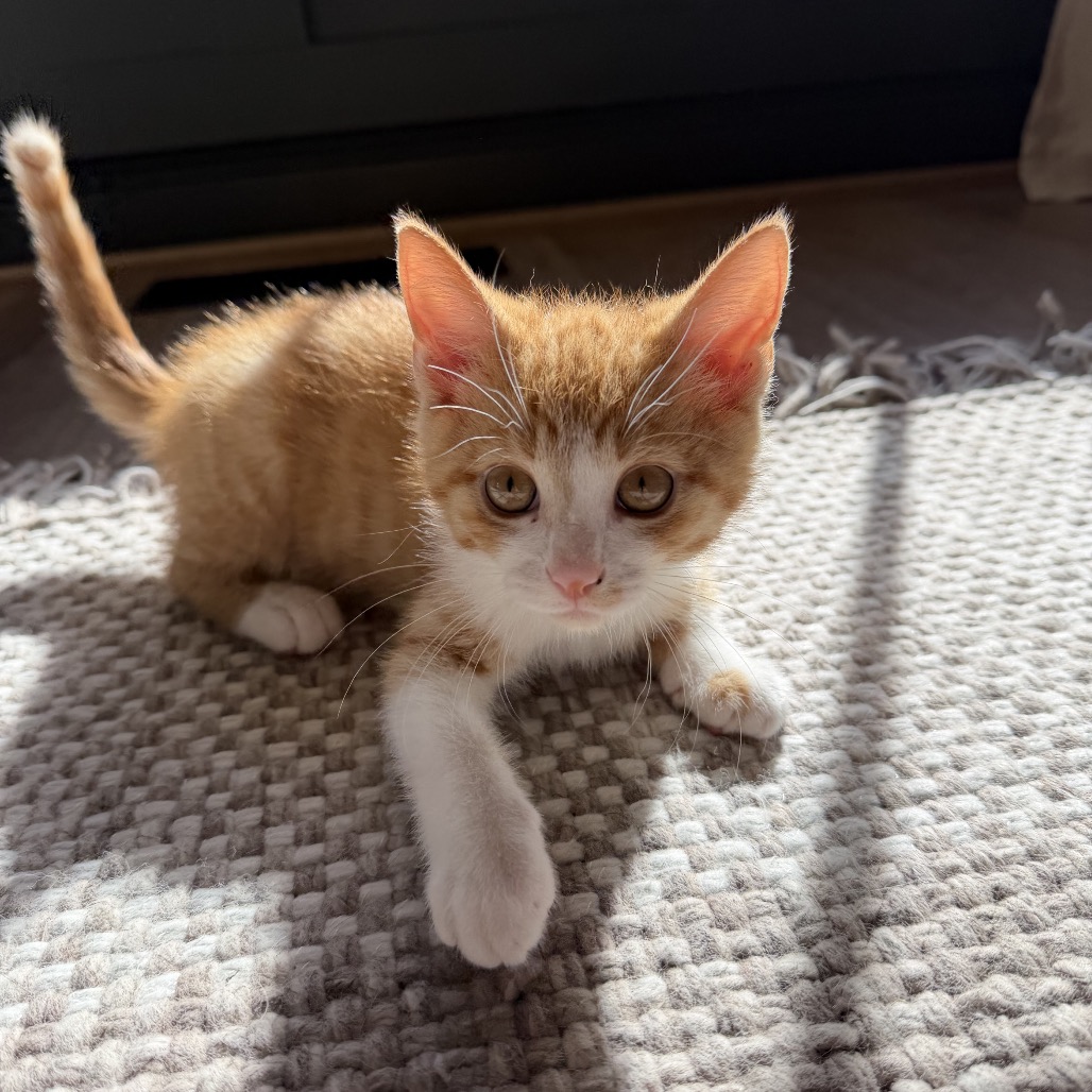 PENNY
