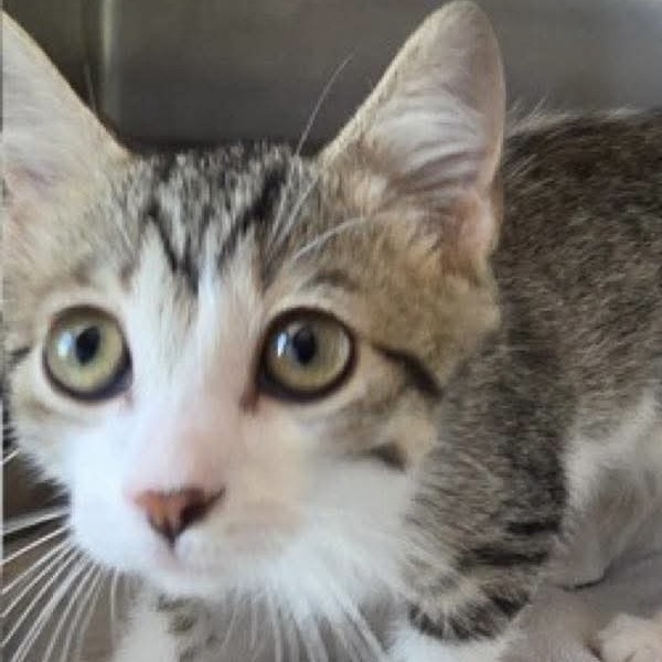Grace, available for adoption