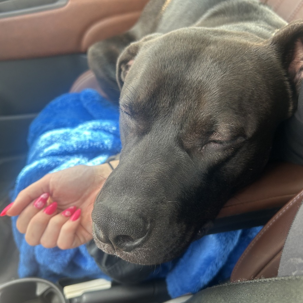 Photo of Brownie Sundae 6