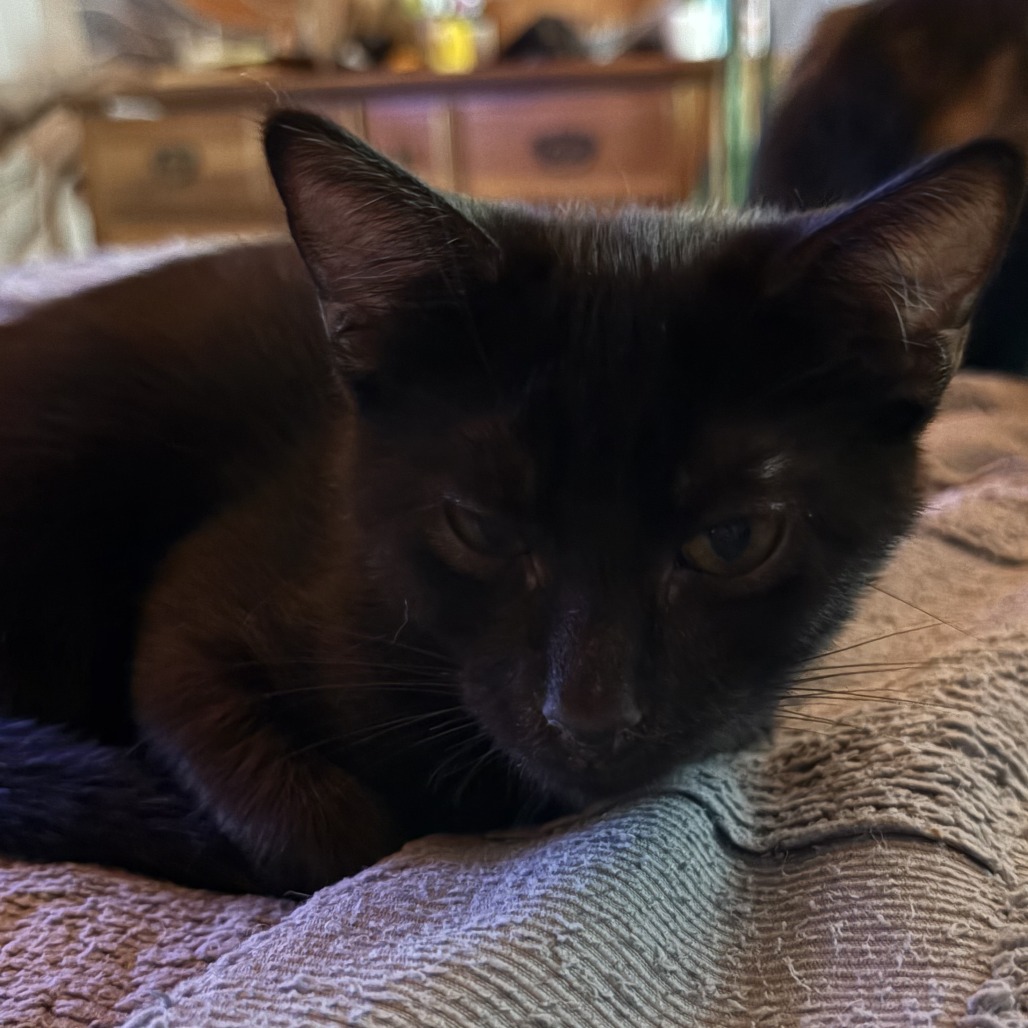 Jellybean, photo 4