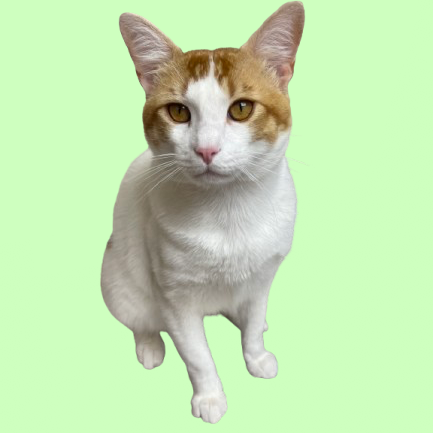 Egg