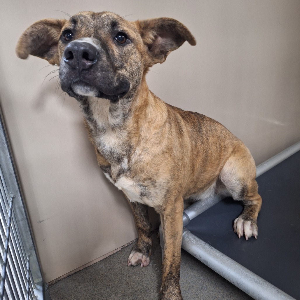 Kennel#31 Aspen's preview photo