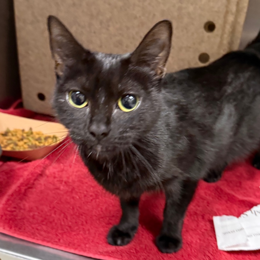 BEA - Domestic Shorthair available for adoption