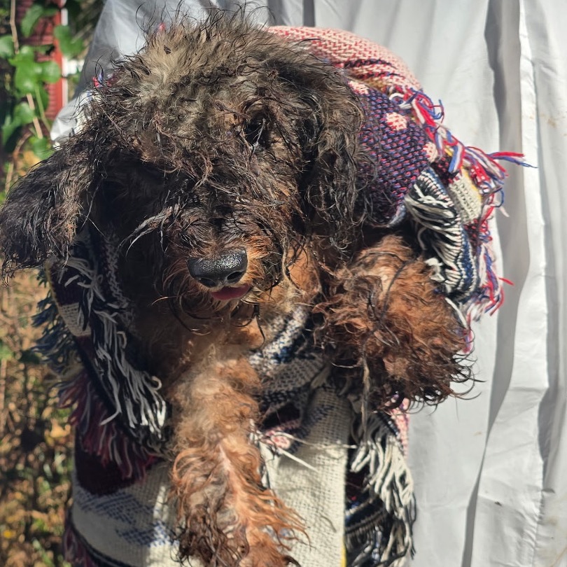 Schnauzer