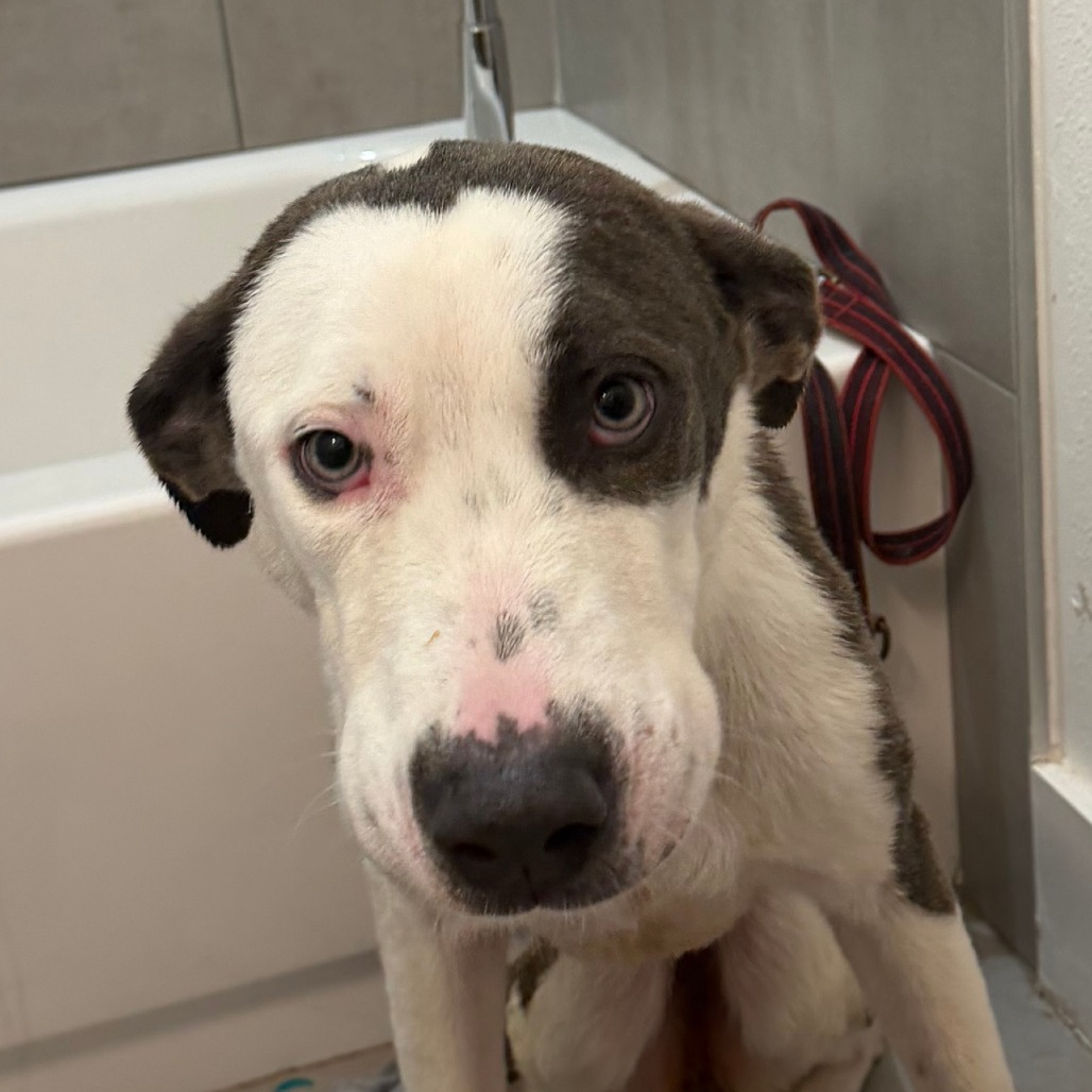 Remi, a rescue dog awaiting lifesaving surgery