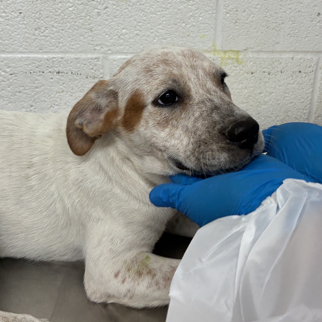 WERO - Cattle Dog, Australian (Red Heeler) / Mix available for adoption