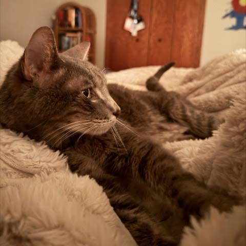 Peanut C12781