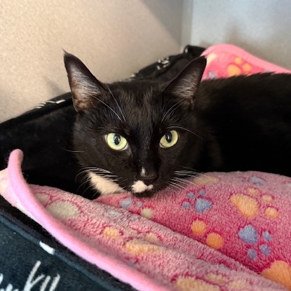 JULIA - Domestic Shorthair available for adoption