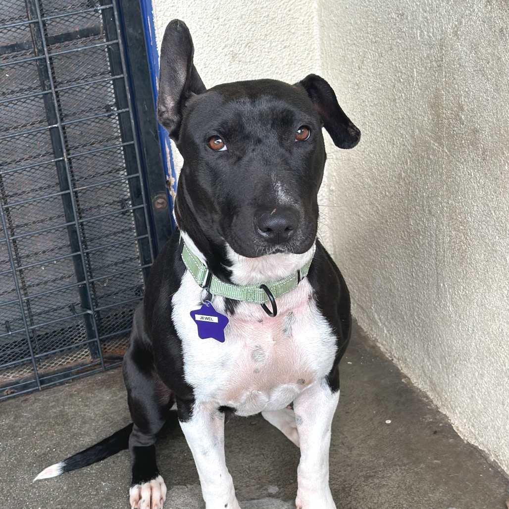 Jewel — thumbnail 2