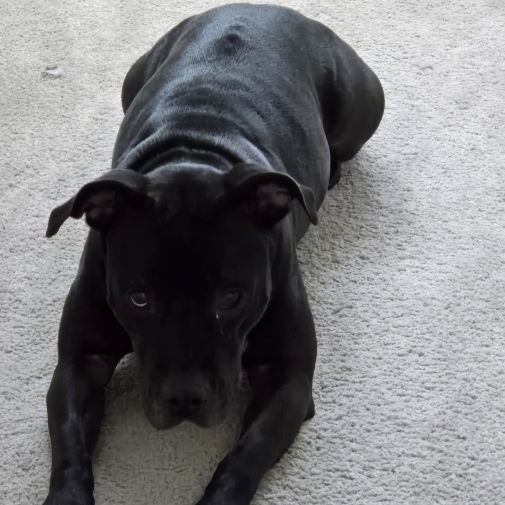 Shadow — thumbnail 9