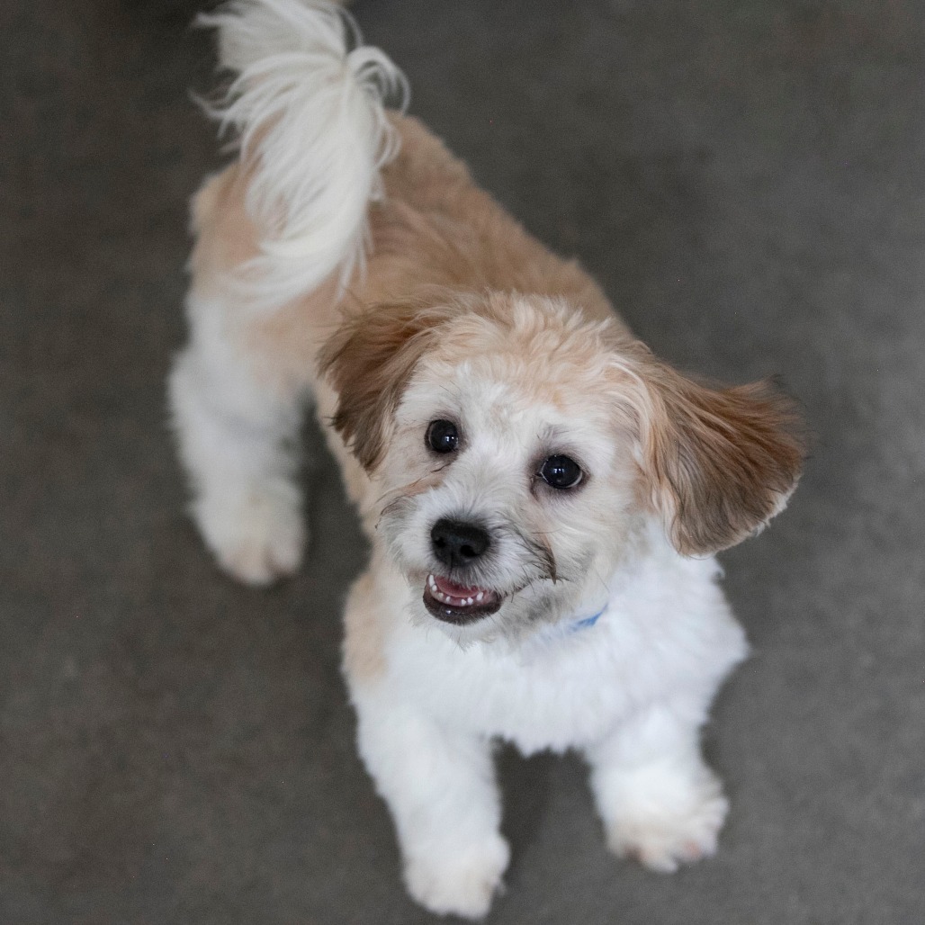 CRUE (AG26-185) - Shih Tzu / Bichon Frise available for adoption