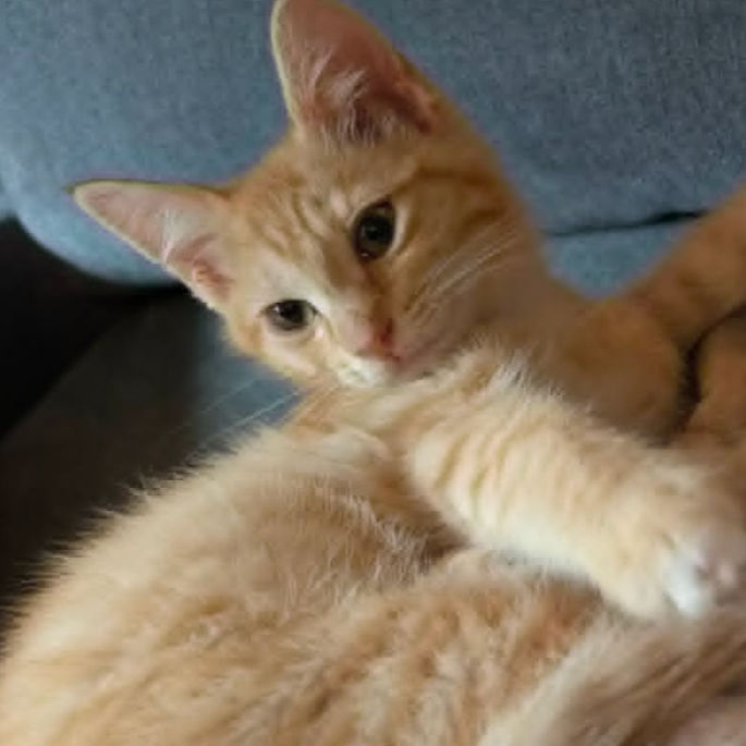 Achilles, available for adoption