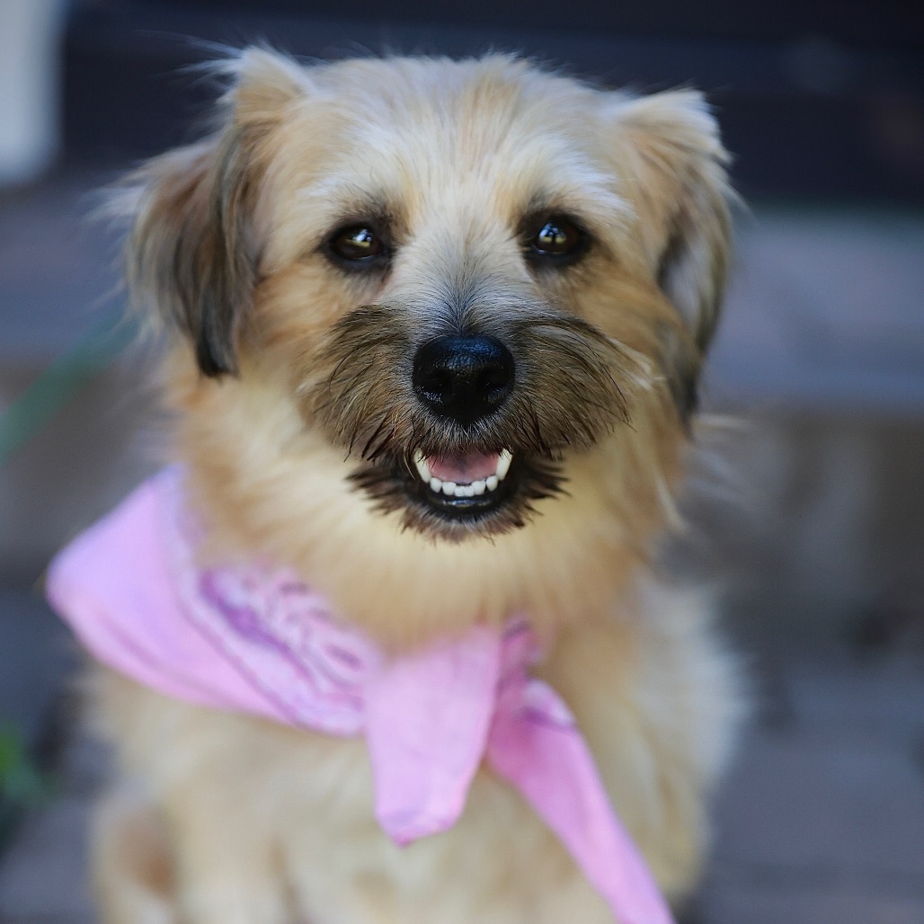 PUMPKIN - Terrier, Cairn / Terrier, Yorkshire, Yorkie available for adoption