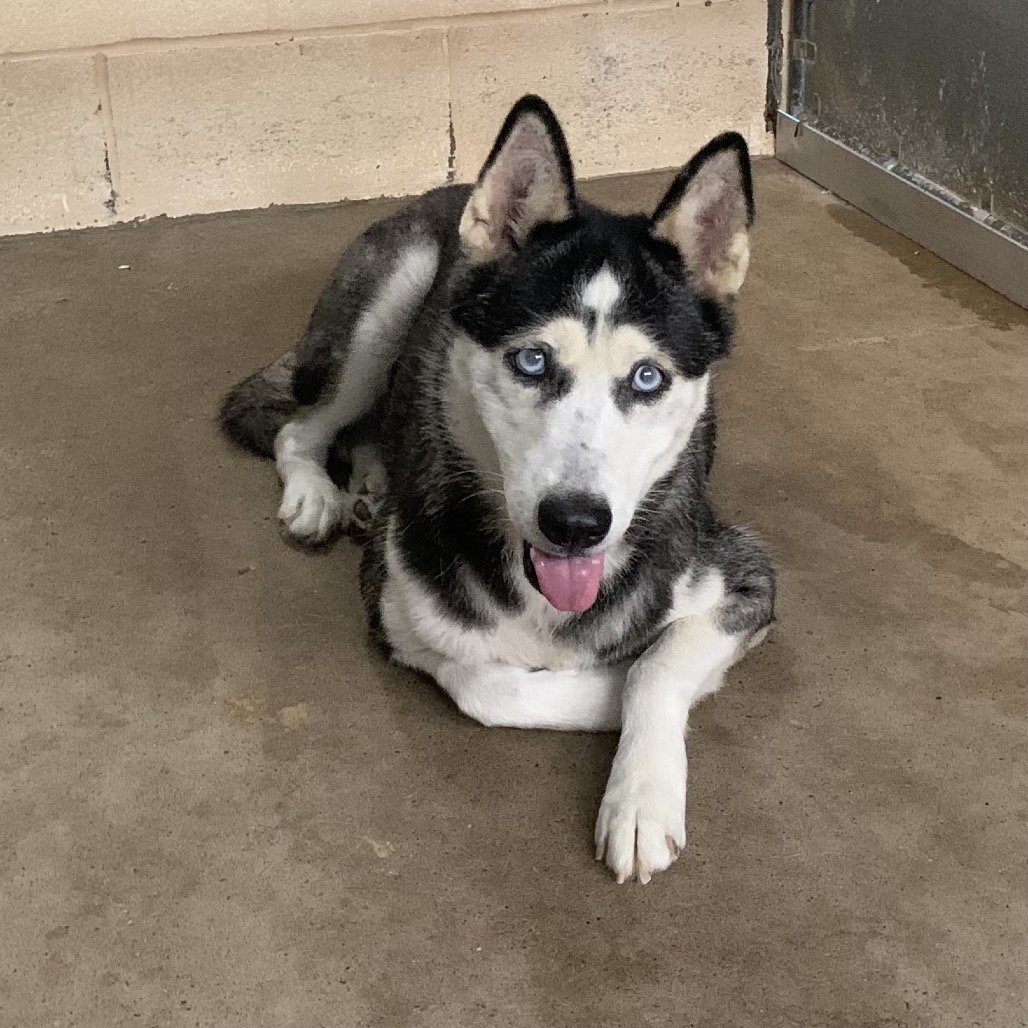 BOBBY - Husky available for adoption