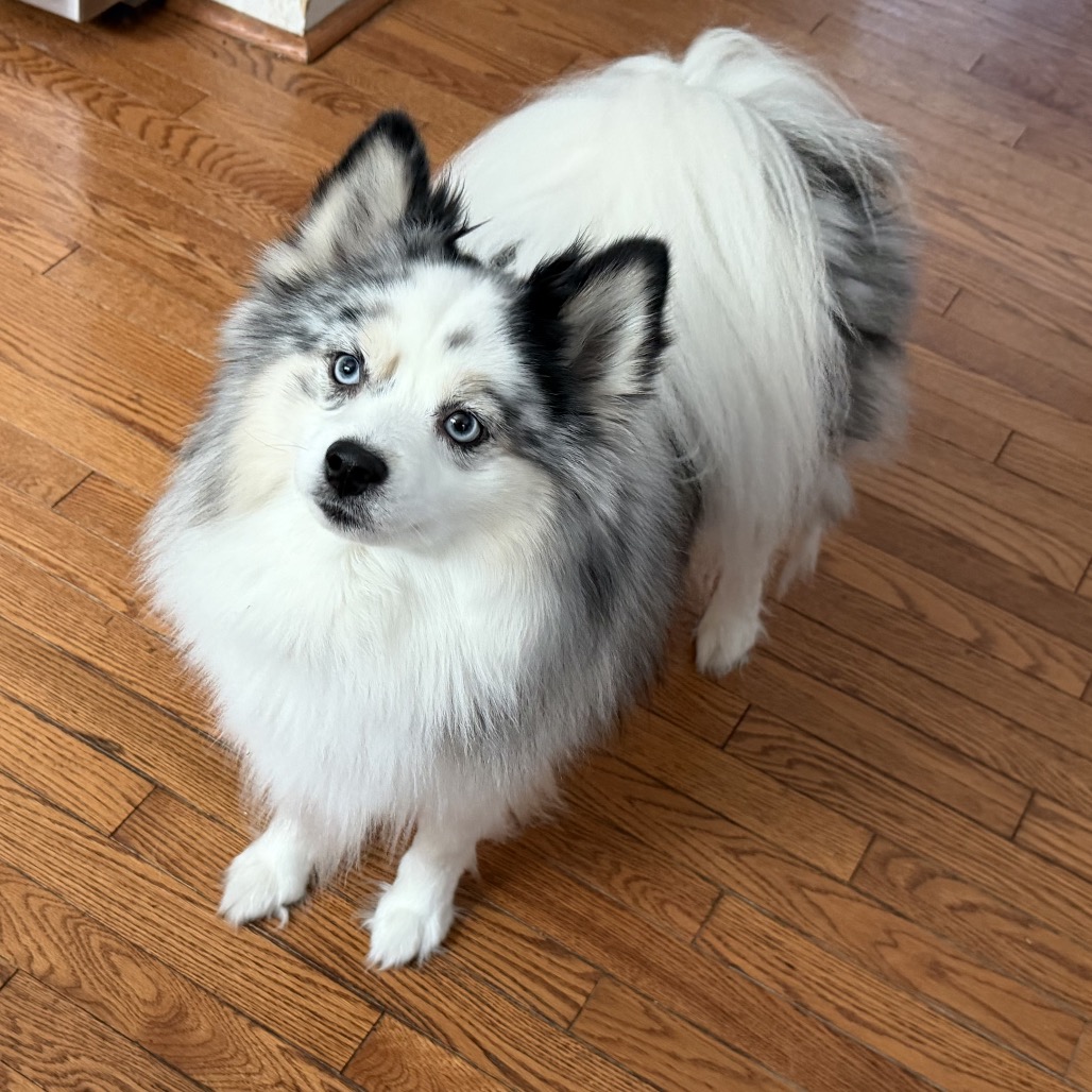 REN (ADOPTION PENDING) - Pomeranian / Husky, Siberian available for adoption