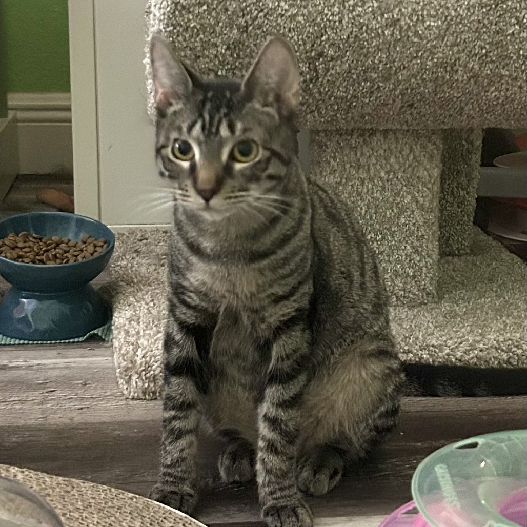 Amaretto