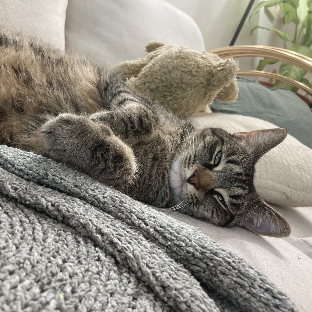 LIZ - Domestic Shorthair for adoption in Madison