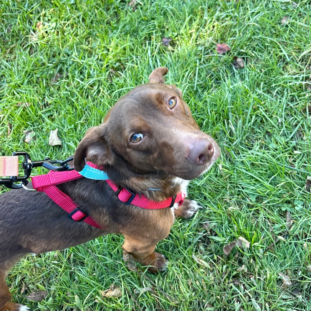 Mac