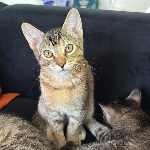 CRICKET - Domestic Shorthair available for adoption
