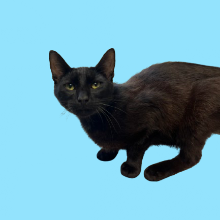 Pipkin