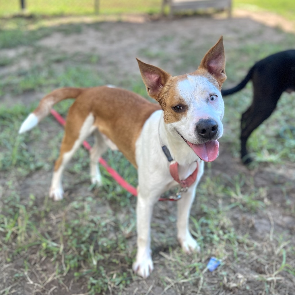 POKI - Shepherd / Mix available for adoption