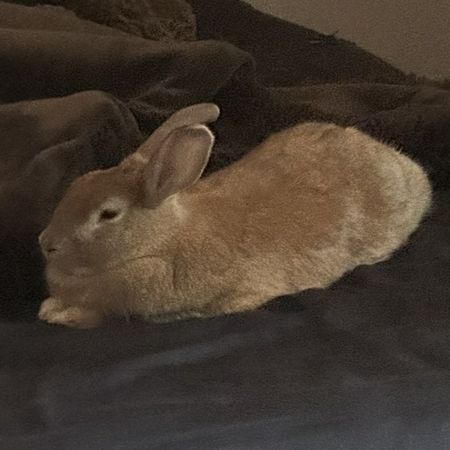 Potato, photo 3