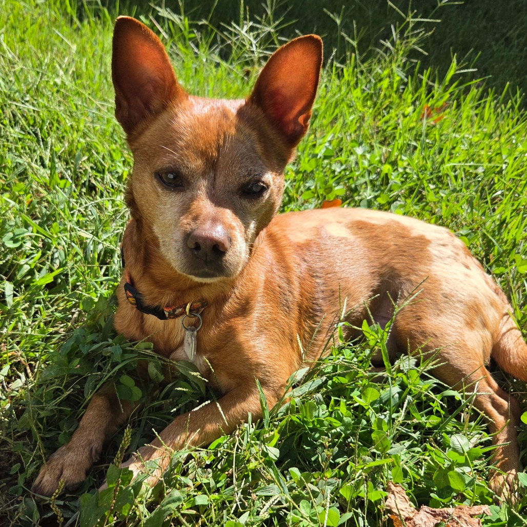 Frito, photo 18